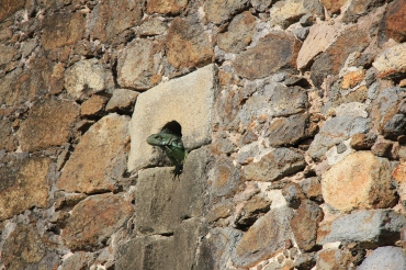 Iguana-kongen på fortet